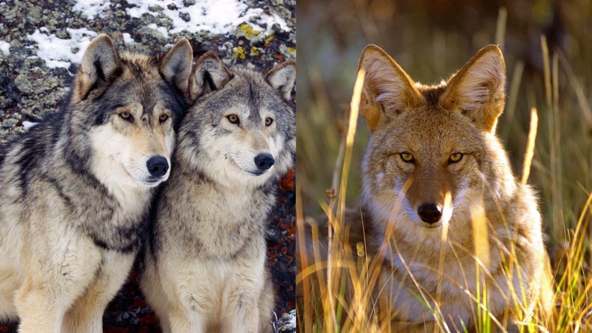 Fun Facts About Wolves and Coyotes
