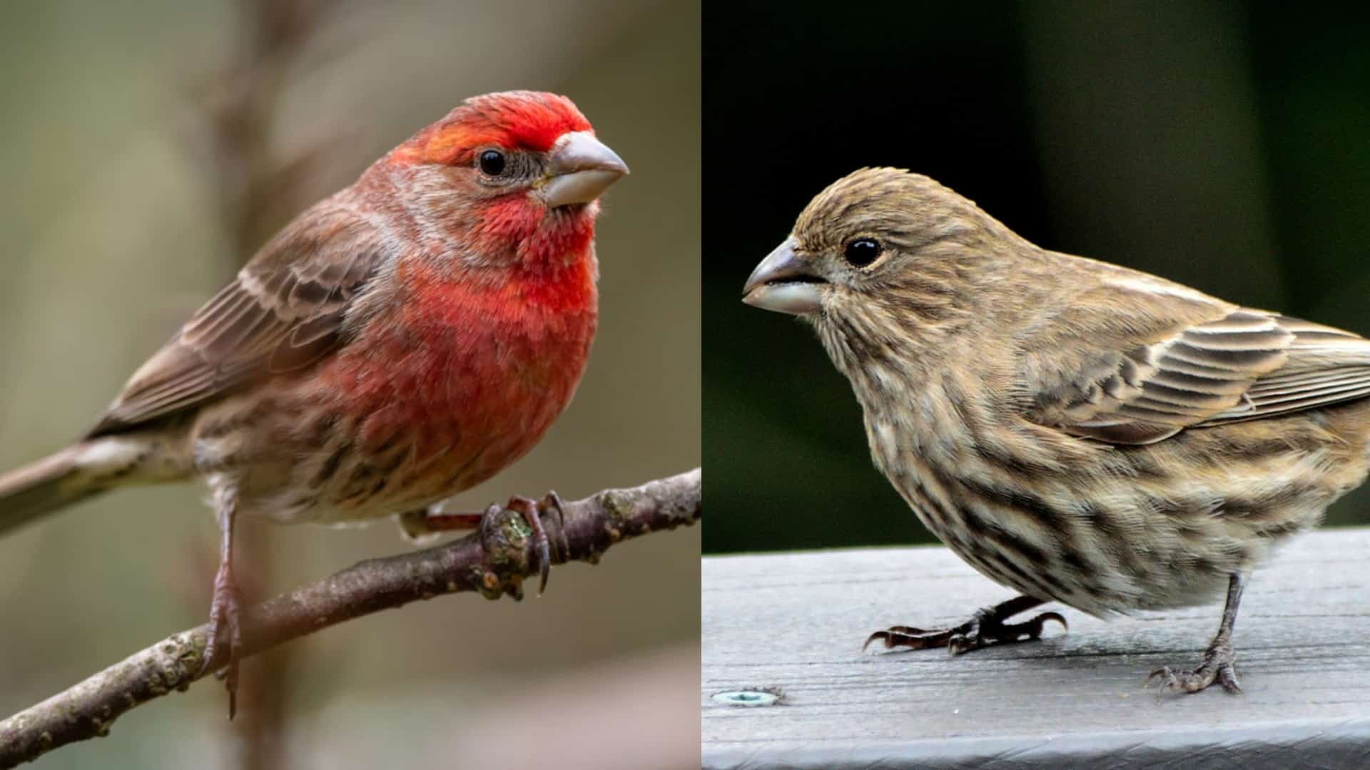 Fun Finch Facts
