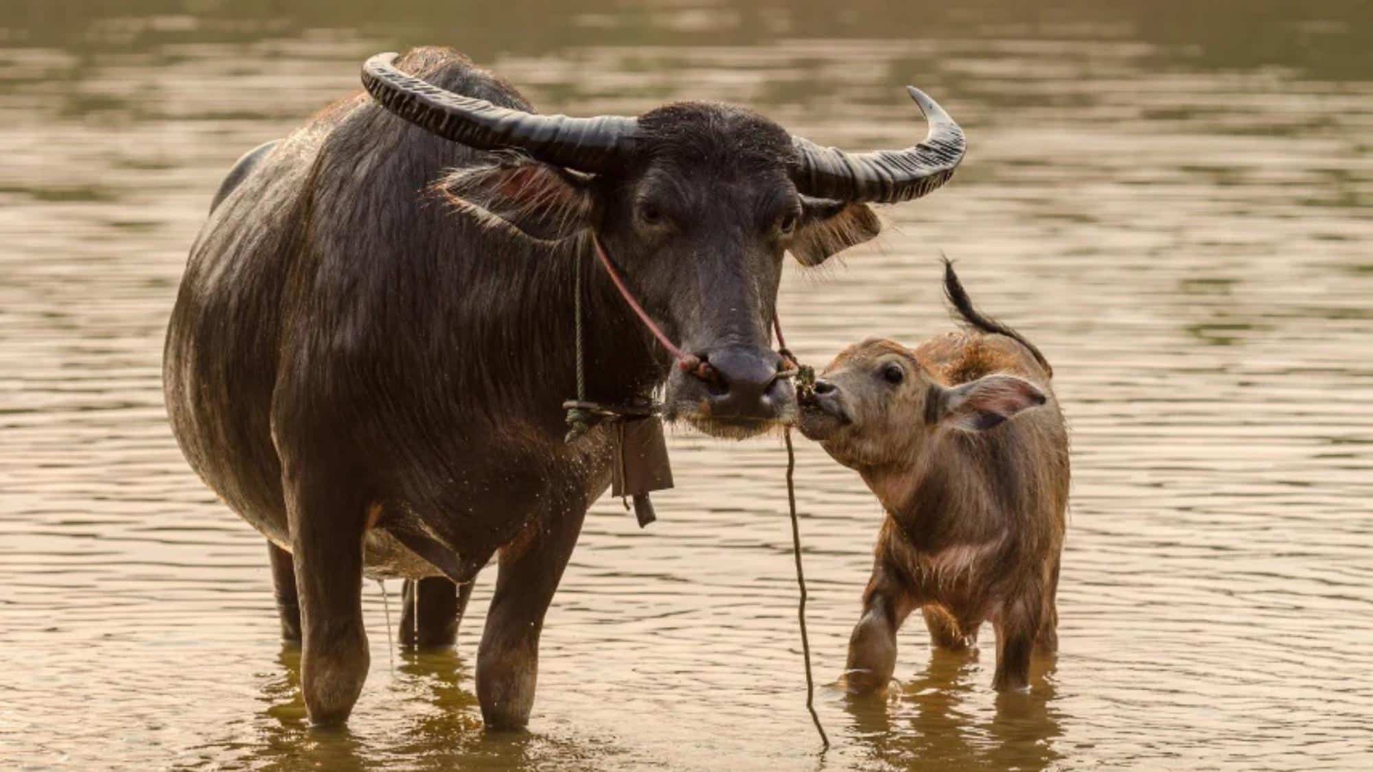 Fun Facts About Water Buffalo's Underwater Habits
