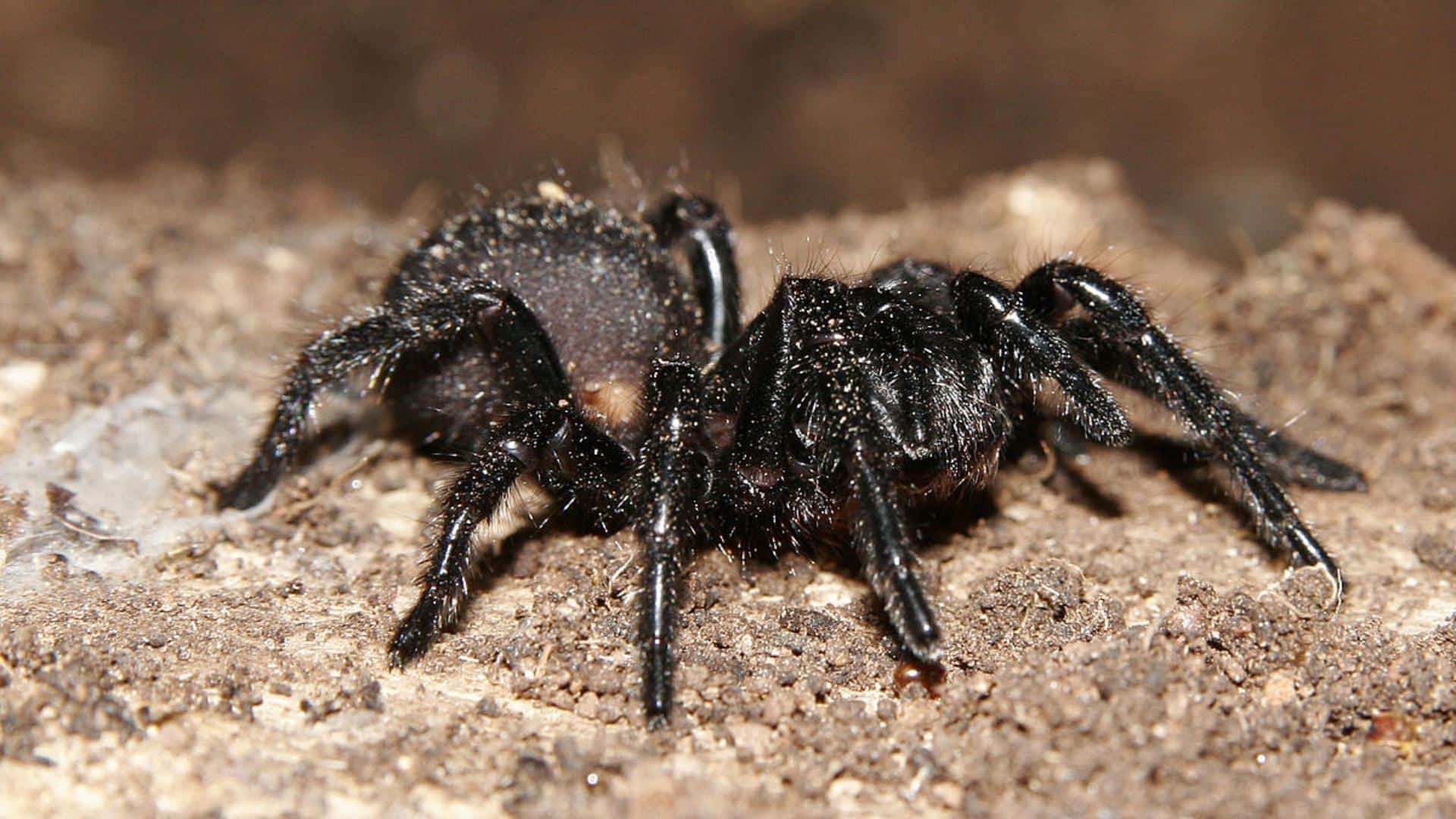 Funnel-Web Spider
