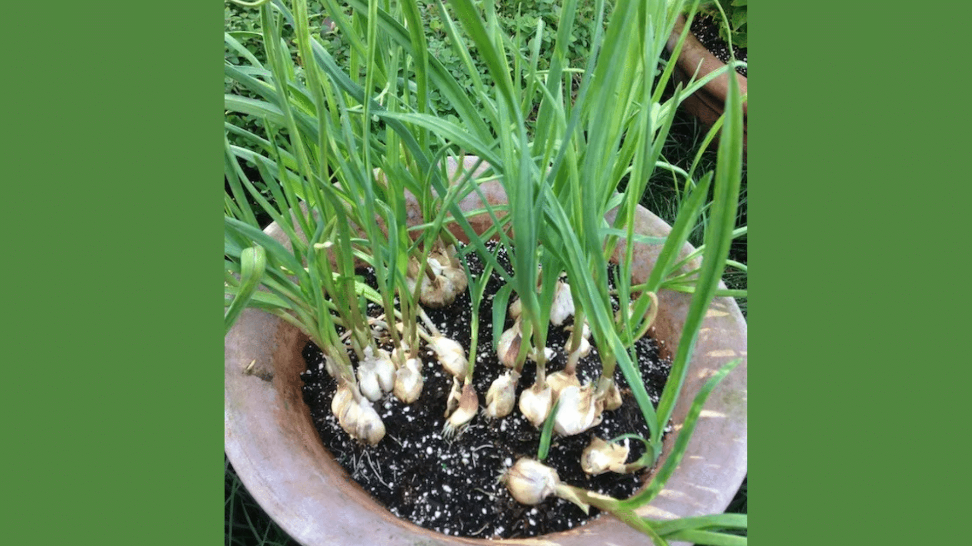 Garlic: The Nutrient Stealer
