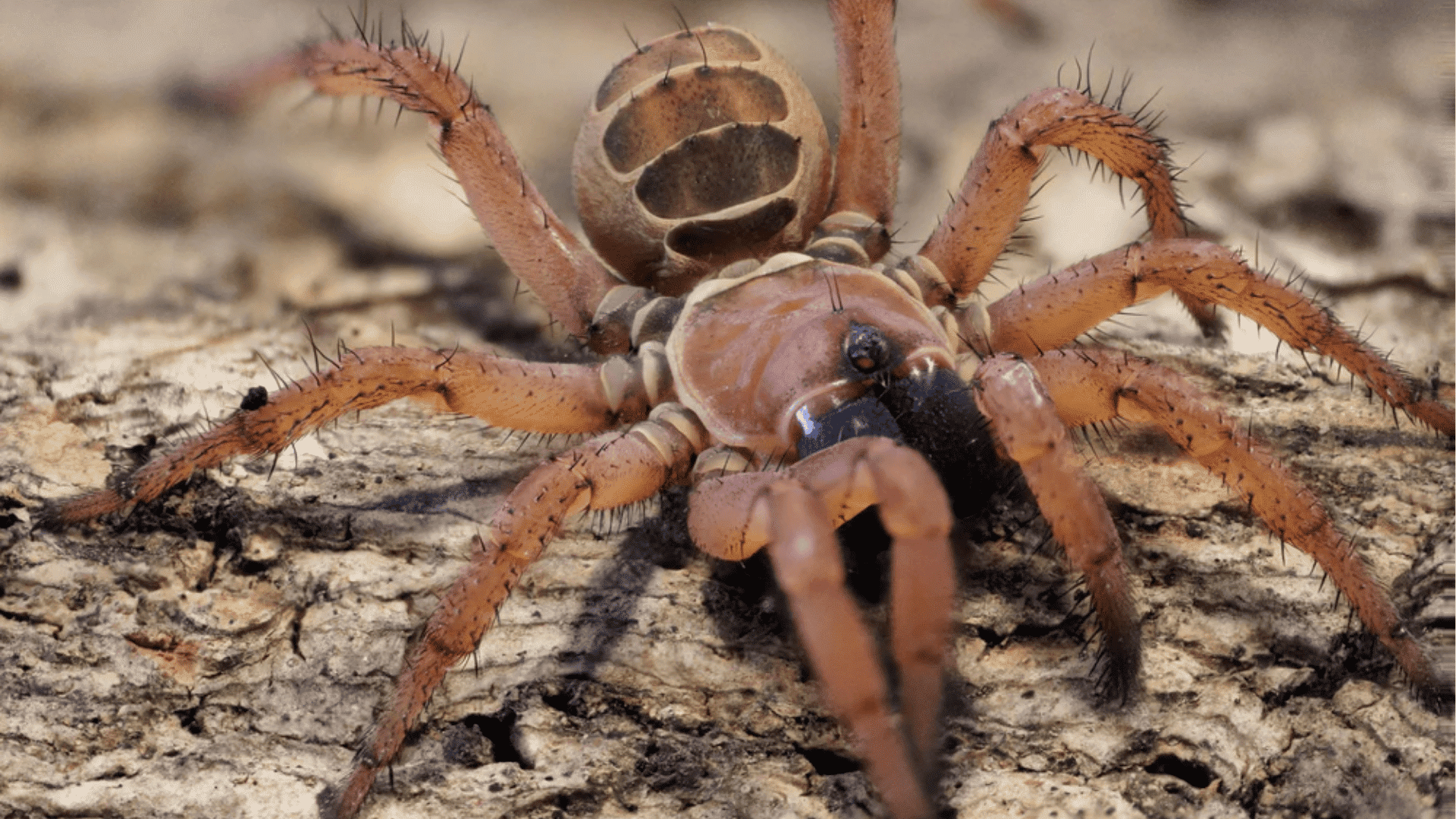 Ghost Tree Spider (Amazonius Burgessi)
