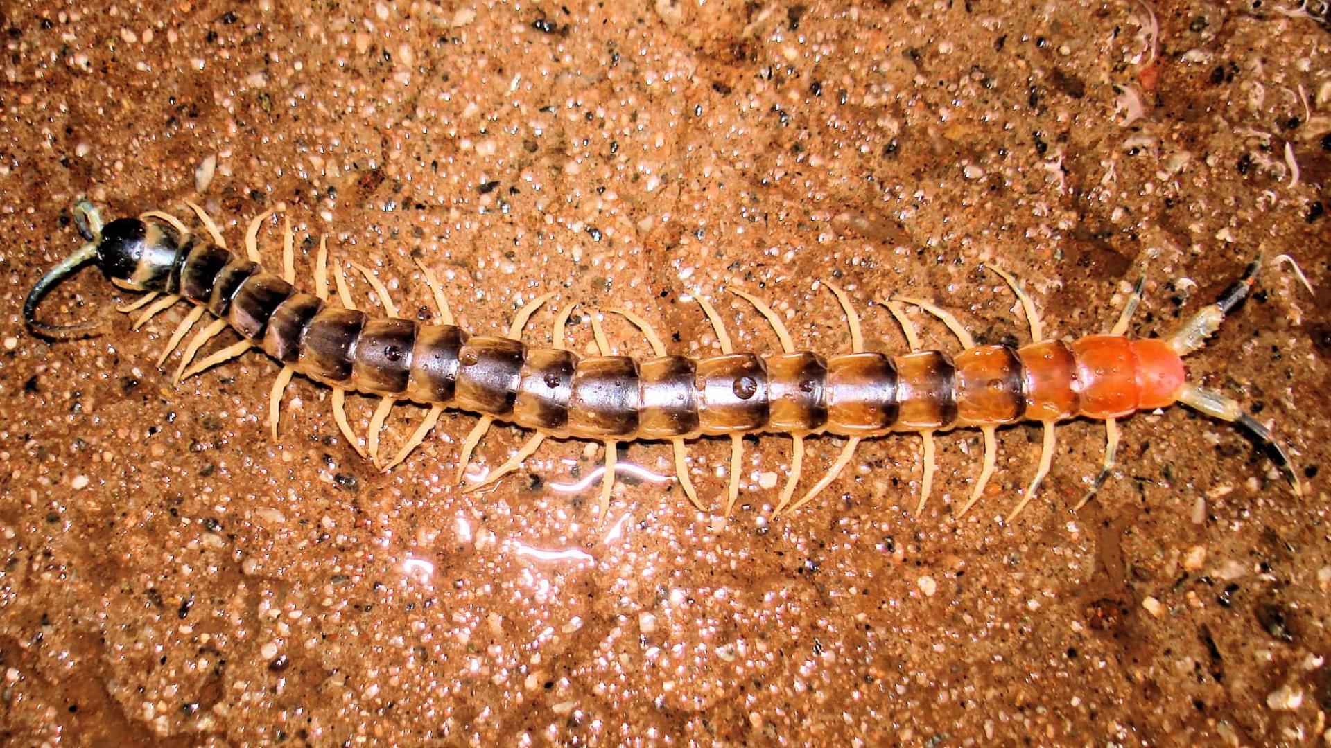 Giant Centipede