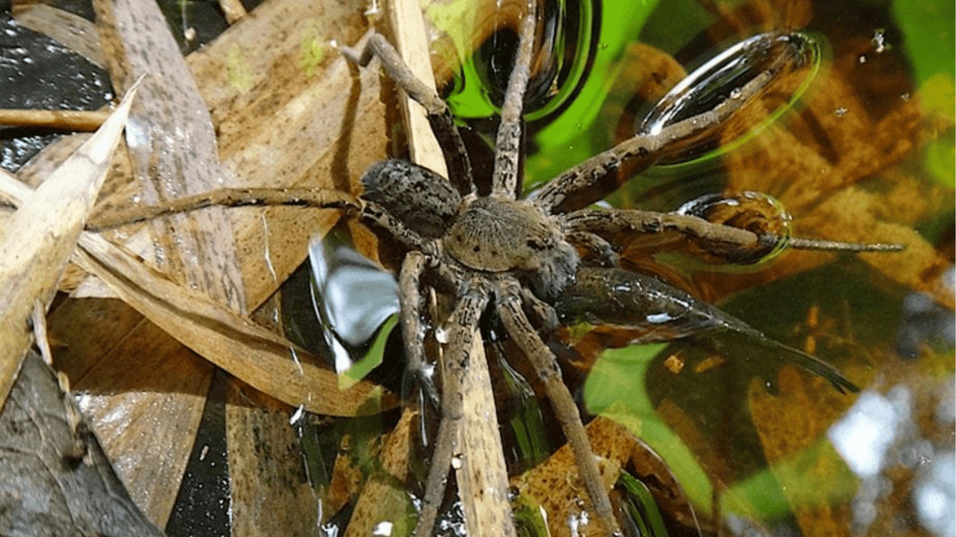 Giant Fishing Spider (Ancylometes Bogotensis)
