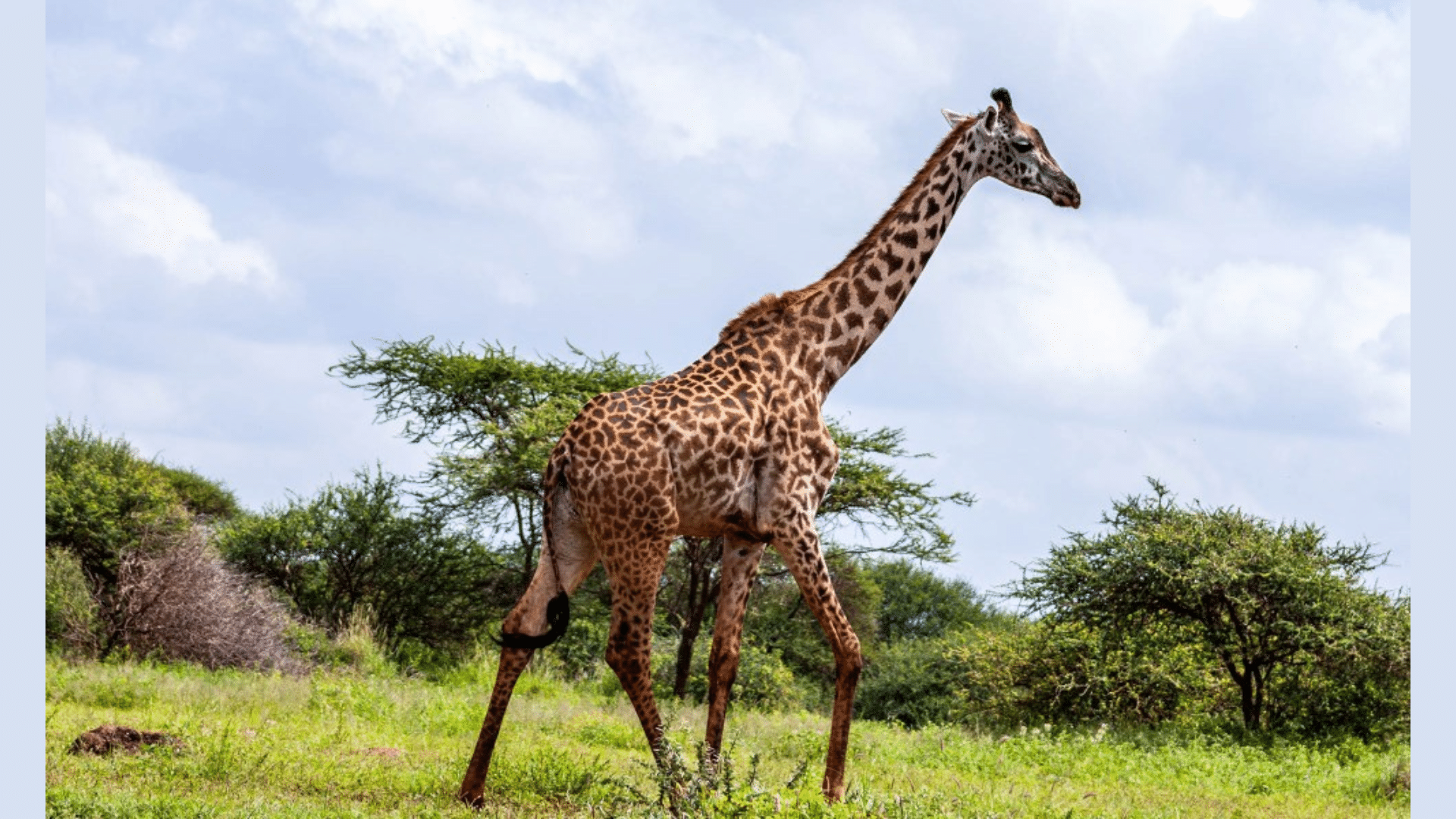Giraffe