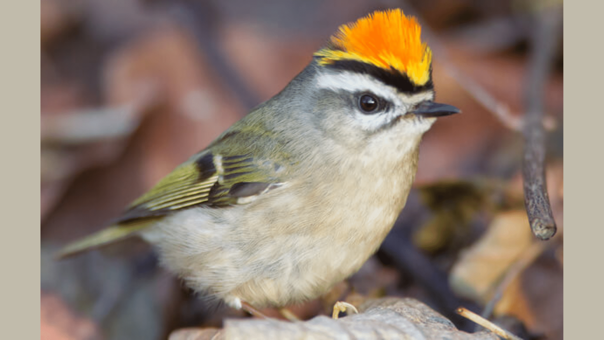 Golden-crowned Kinglet