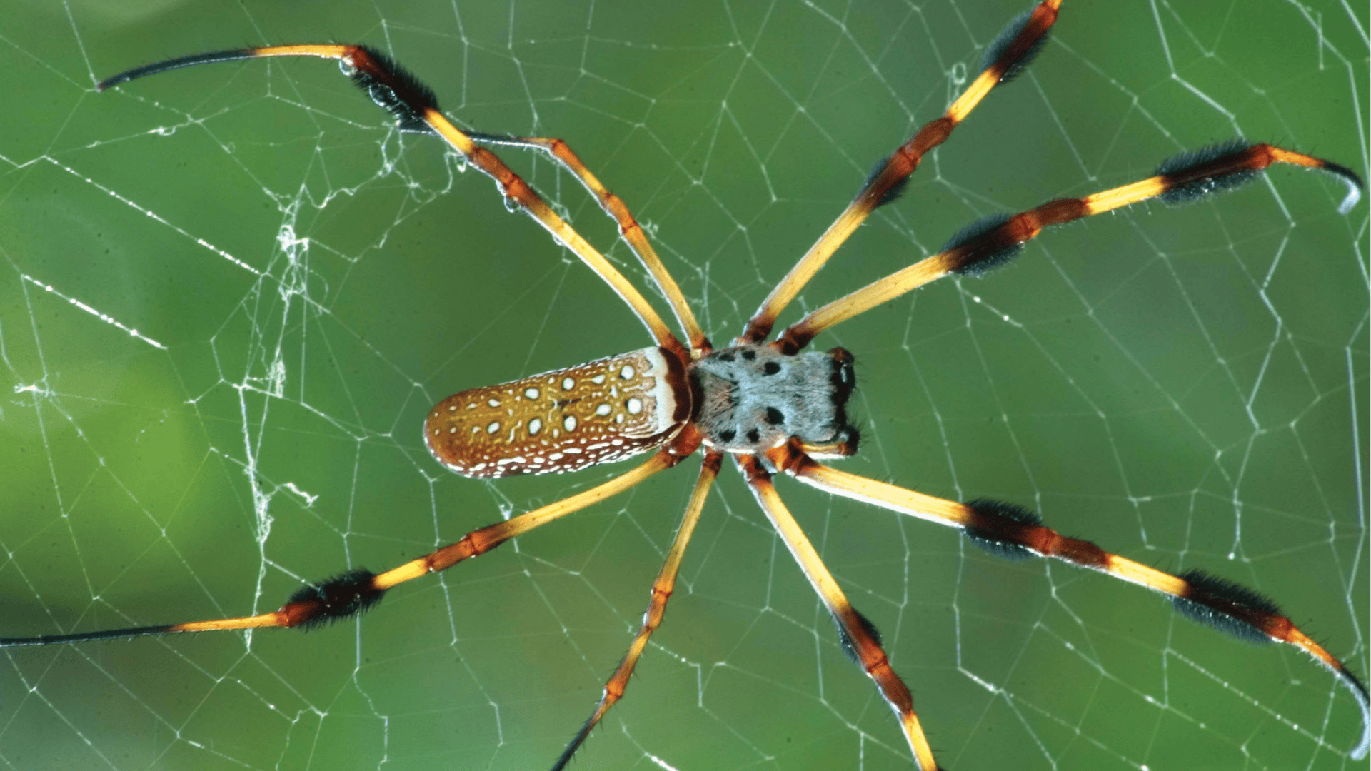 Golden Silk Orb-Weaver (Trichonephila Clavipes)
