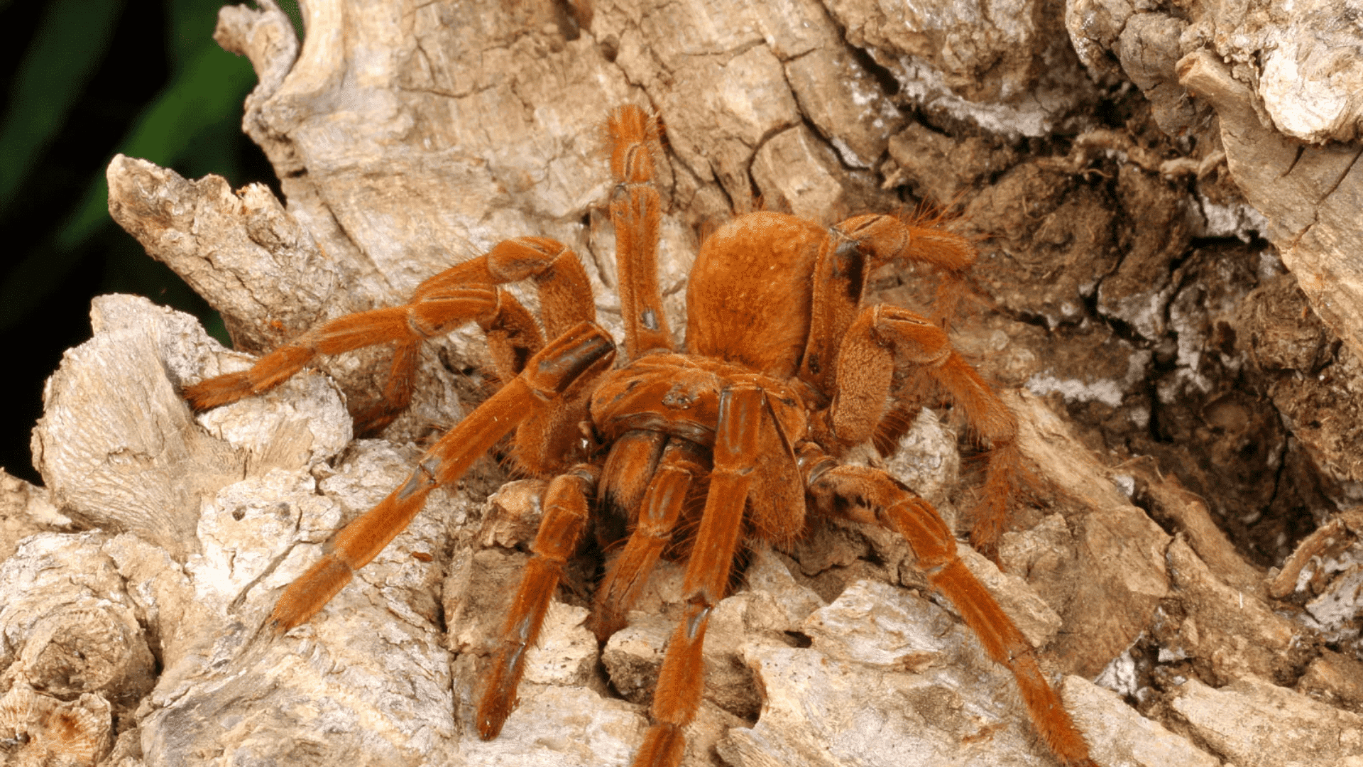Goliath Birdeater (Theraphosa Blondi)
