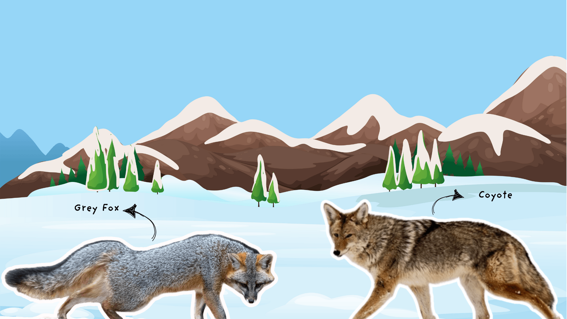 Gray-Fox-vs-Coyote (1)