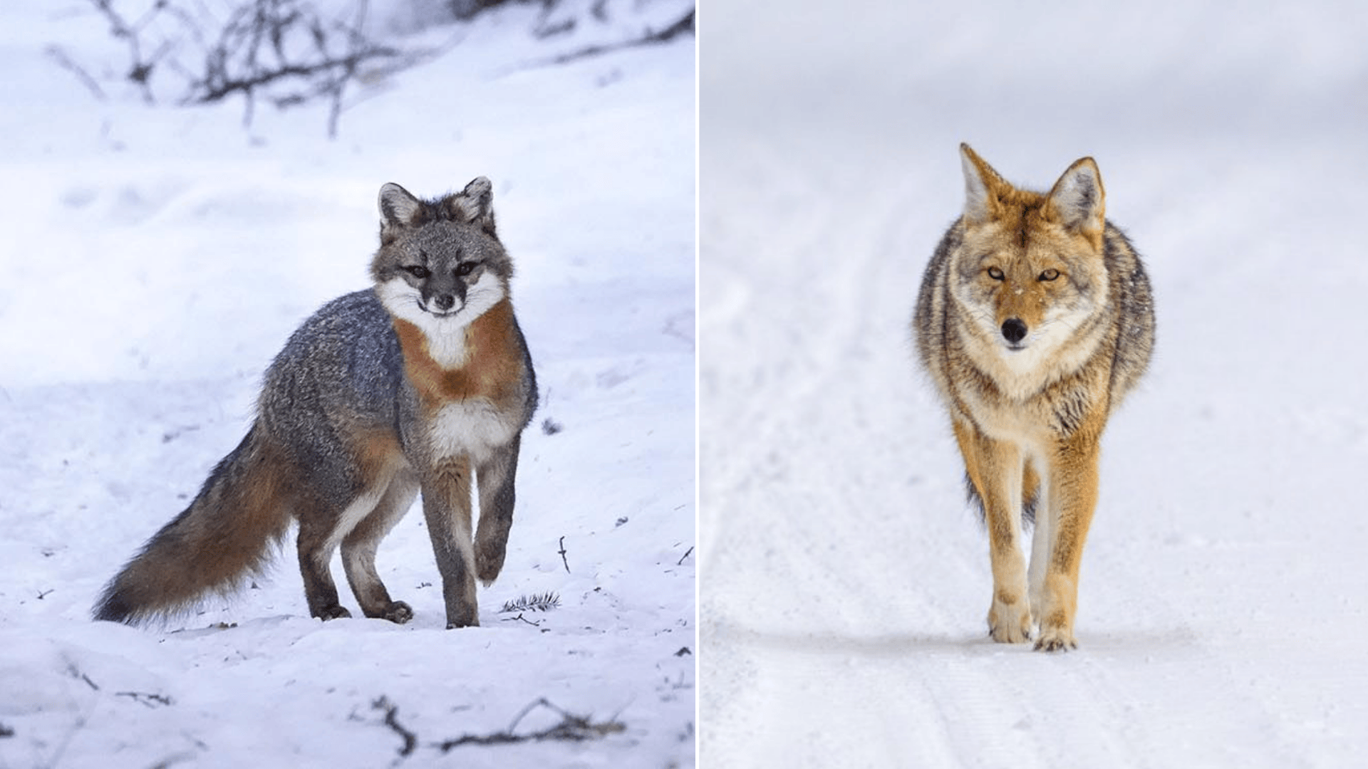 Gray-Fox-vs-Coyote