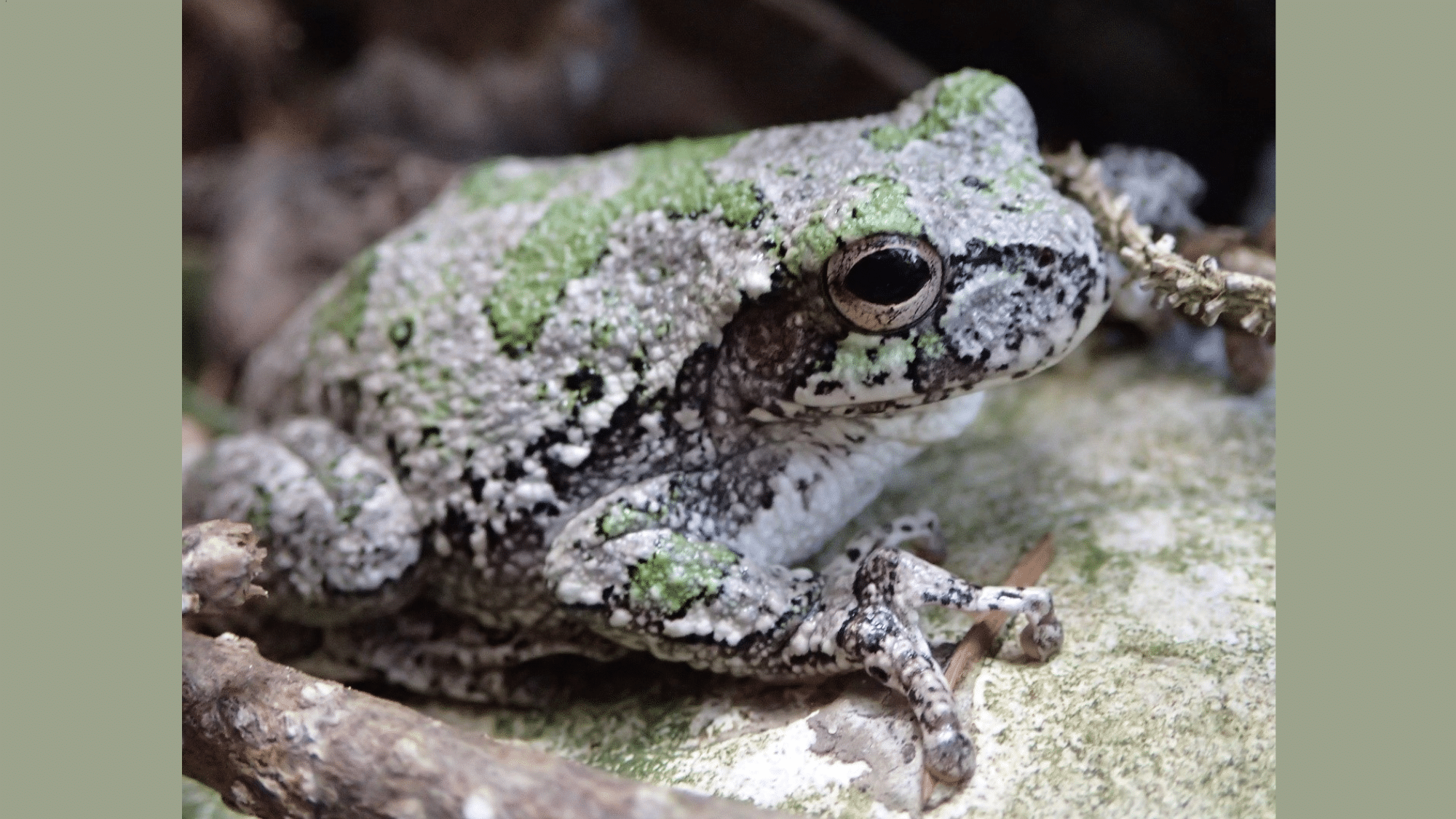 Are Gray Tree Frogs Poisonous?