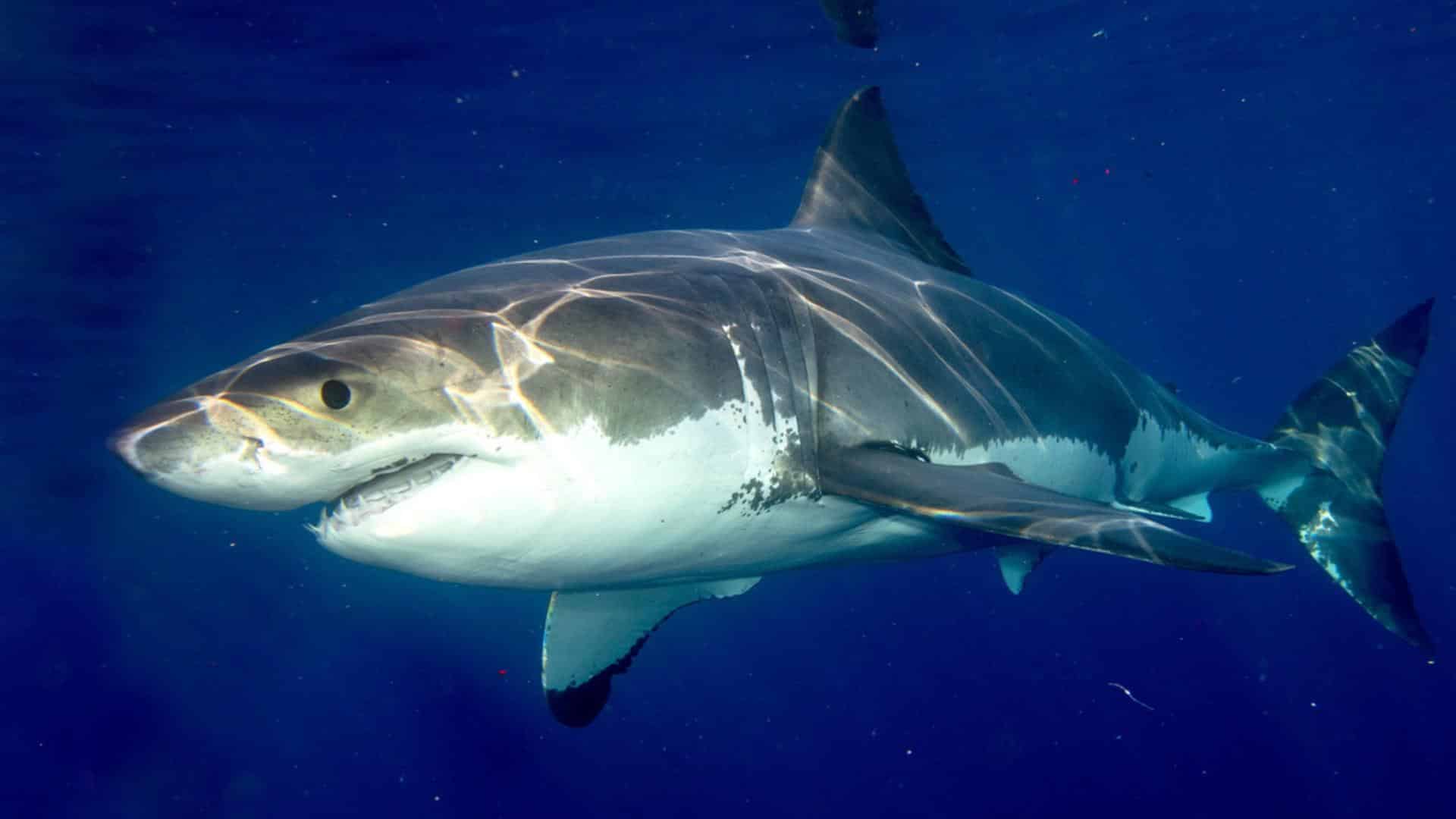 Great White Shark