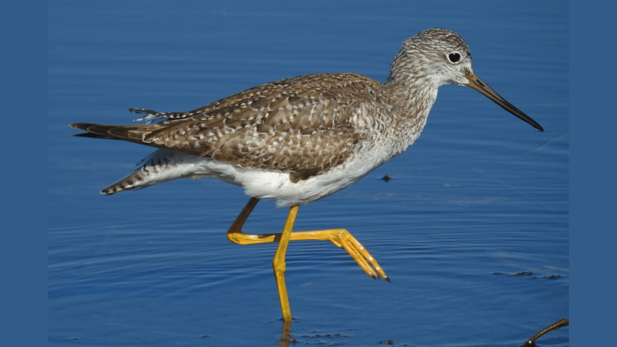 Greater Yellowlegs