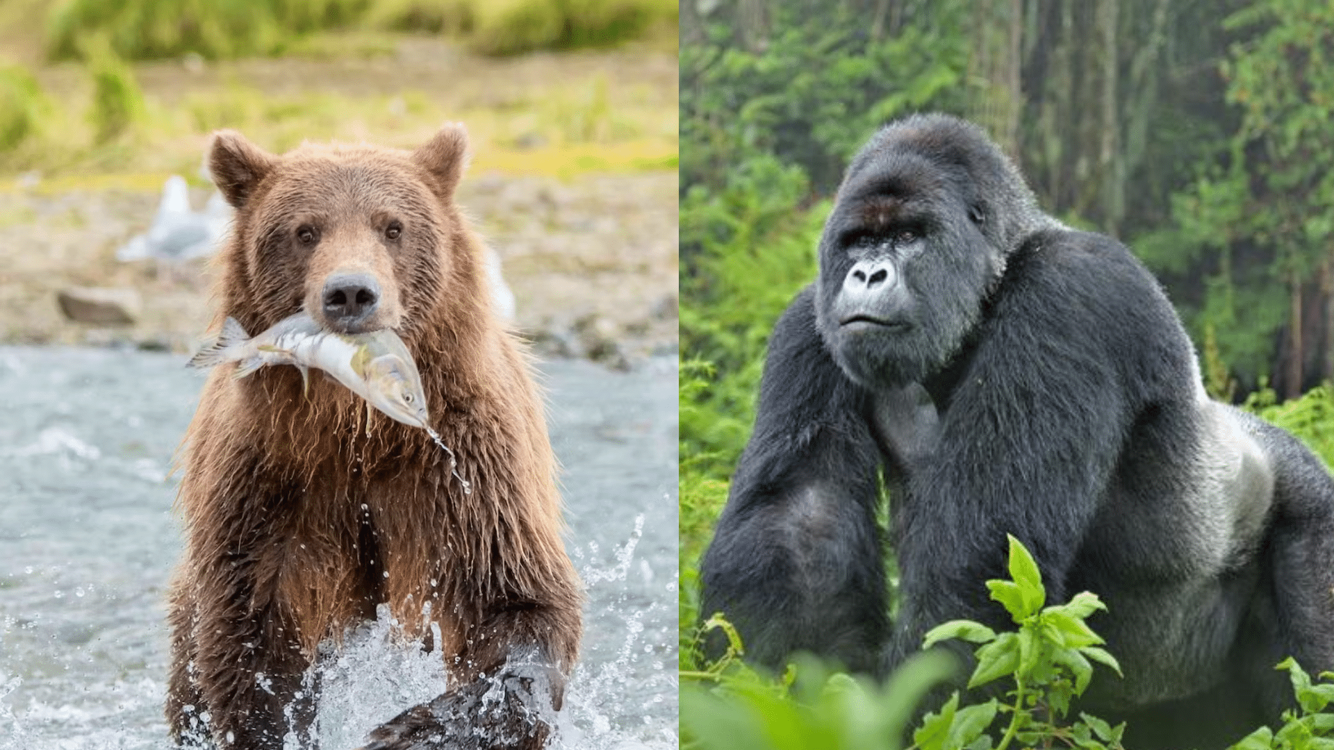 Grizzly Bear vs Gorilla Who Is More Powerful (featured image)