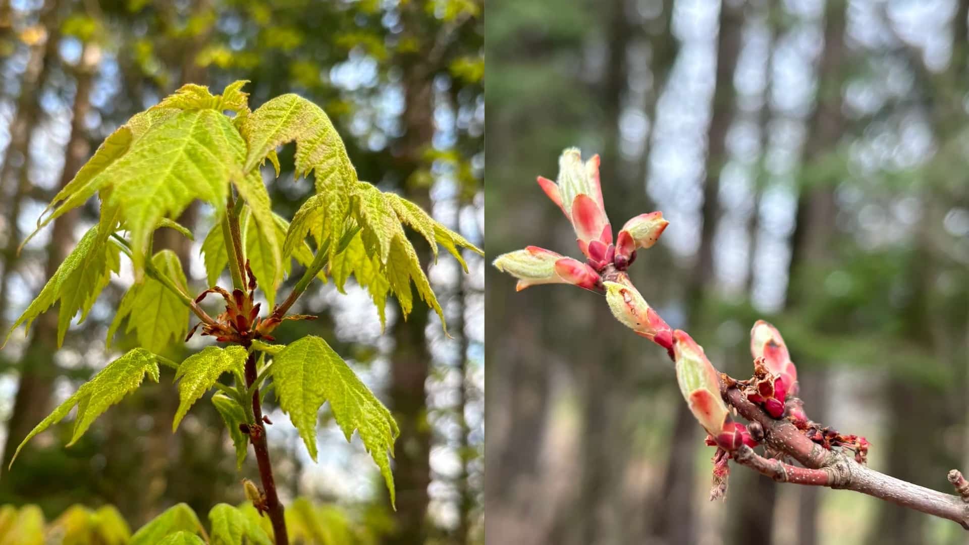 Growing Your Own Maple Tree
