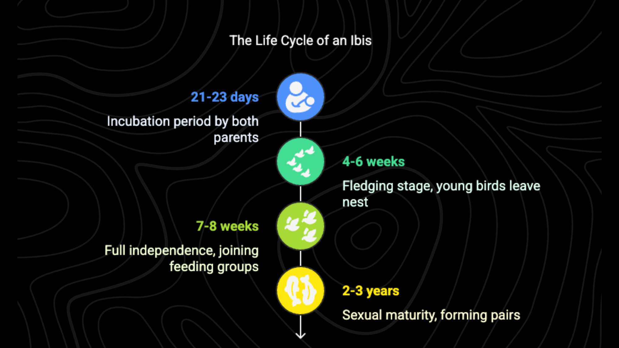 Growth Cycle
