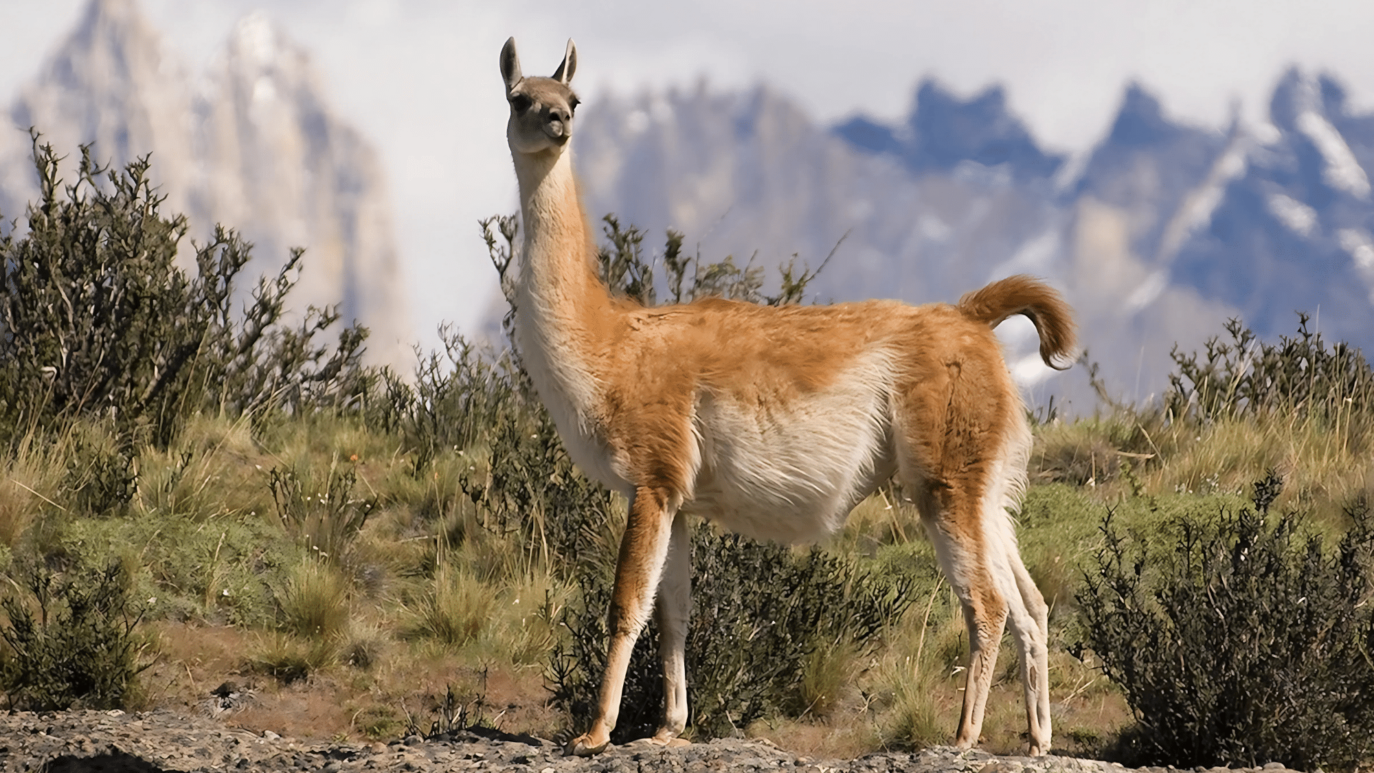Guanaco