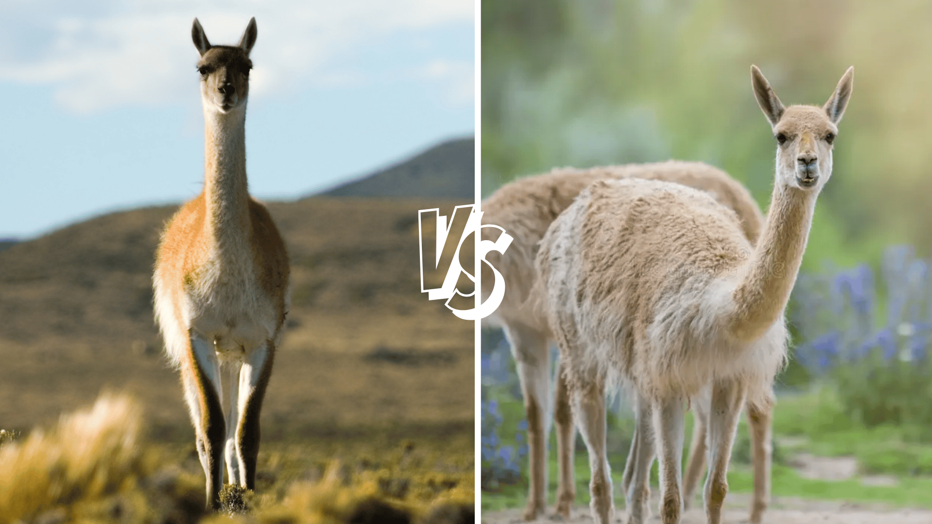 South American Camelids: Guanaco vs Vicuna