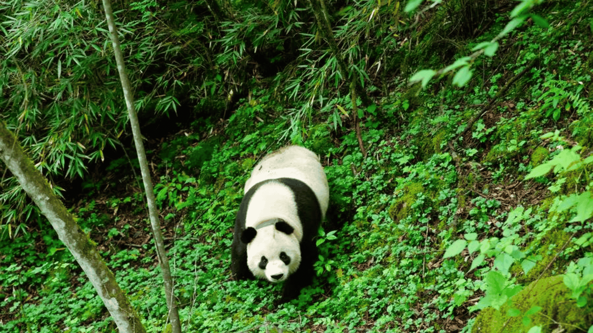Habitat, Behavior & Lifestyle

