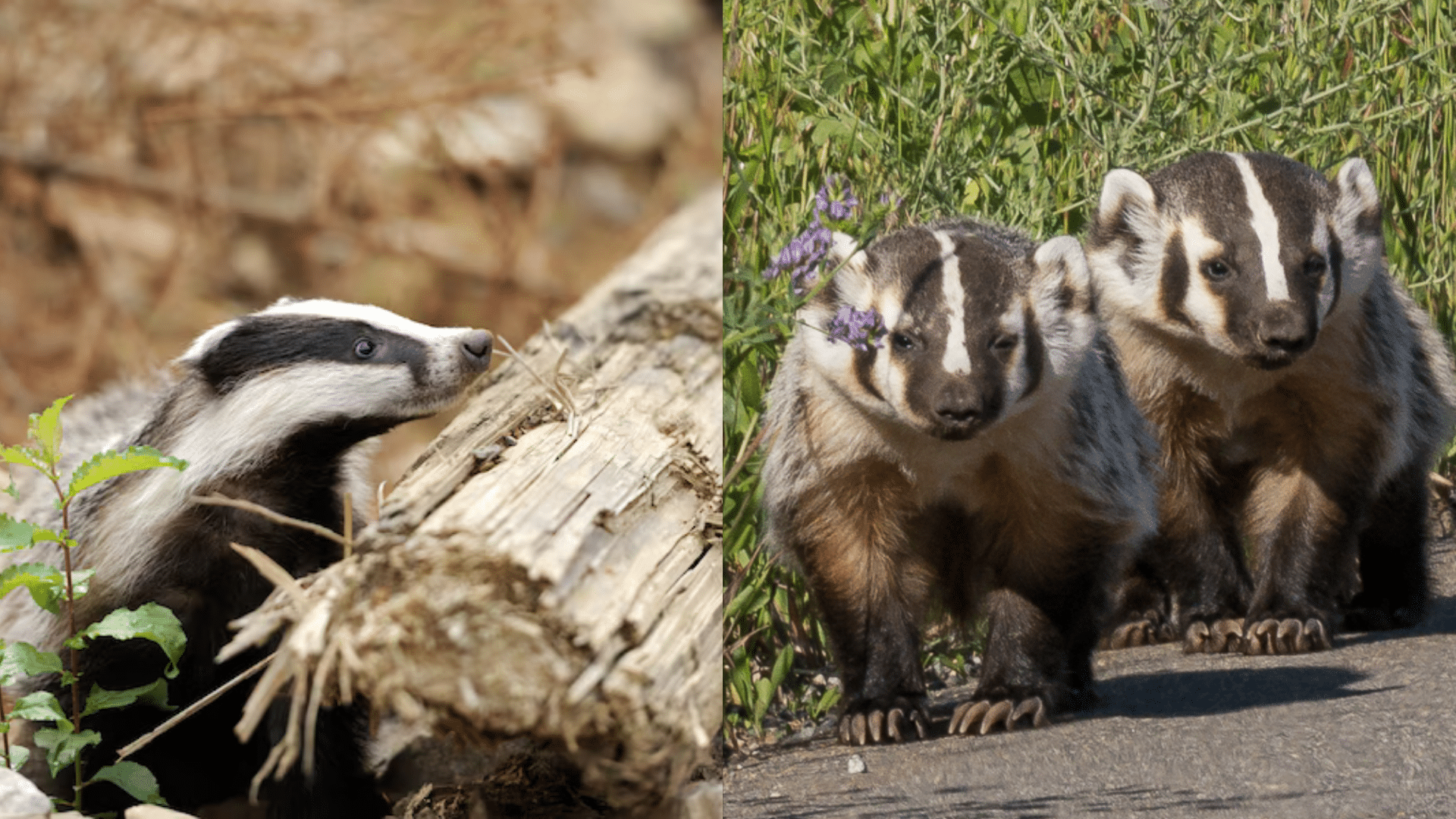 Habitat, Range, and Behavior
