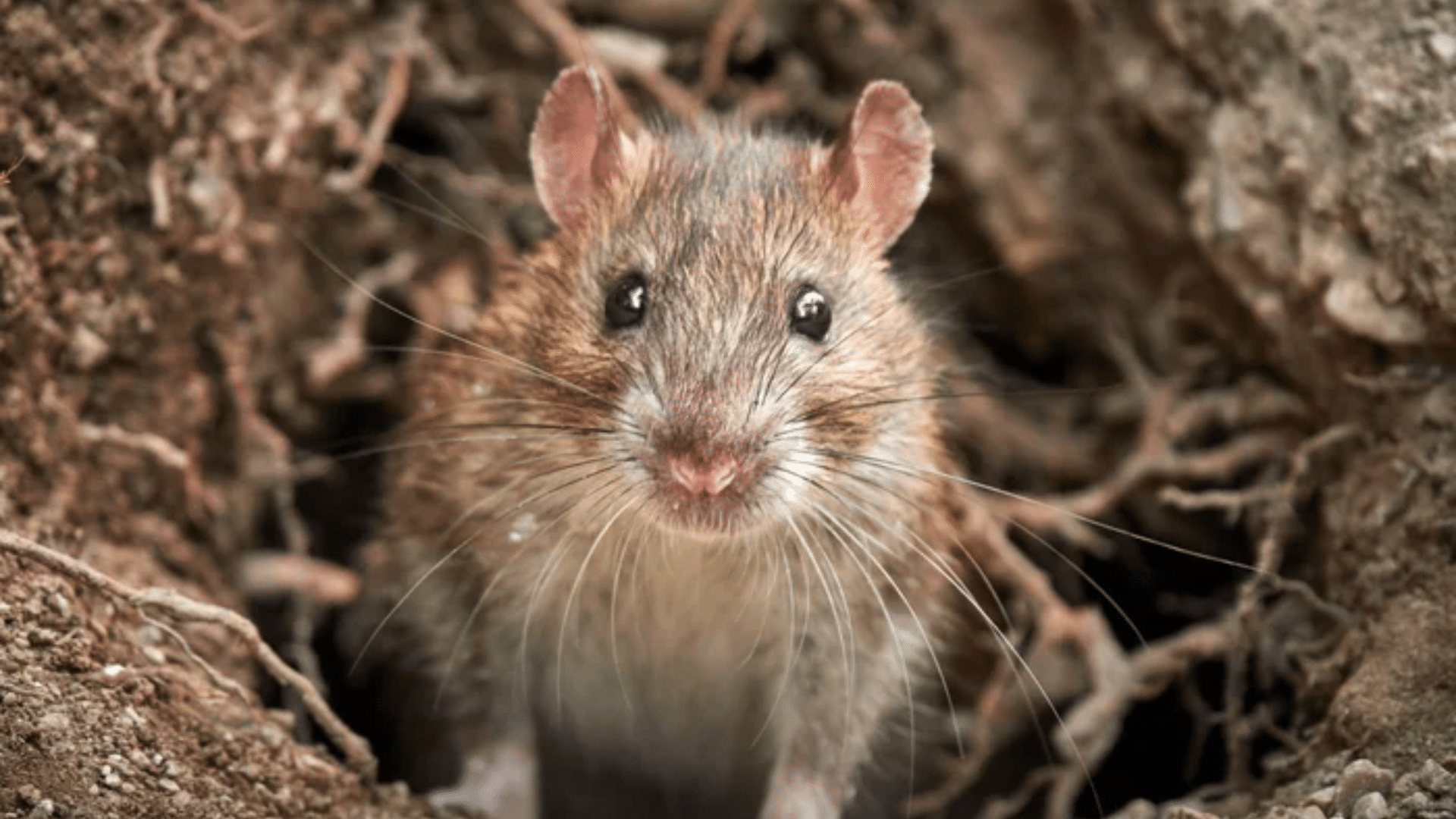 Health Concerns from Rat Urine