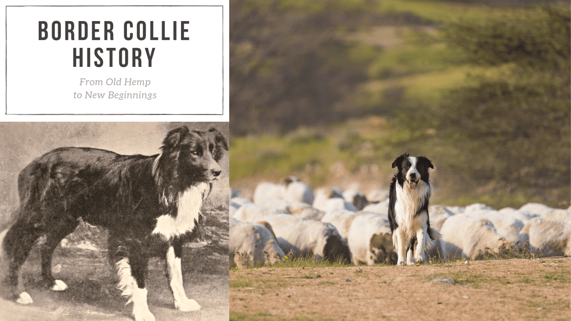 Herding Instinct
