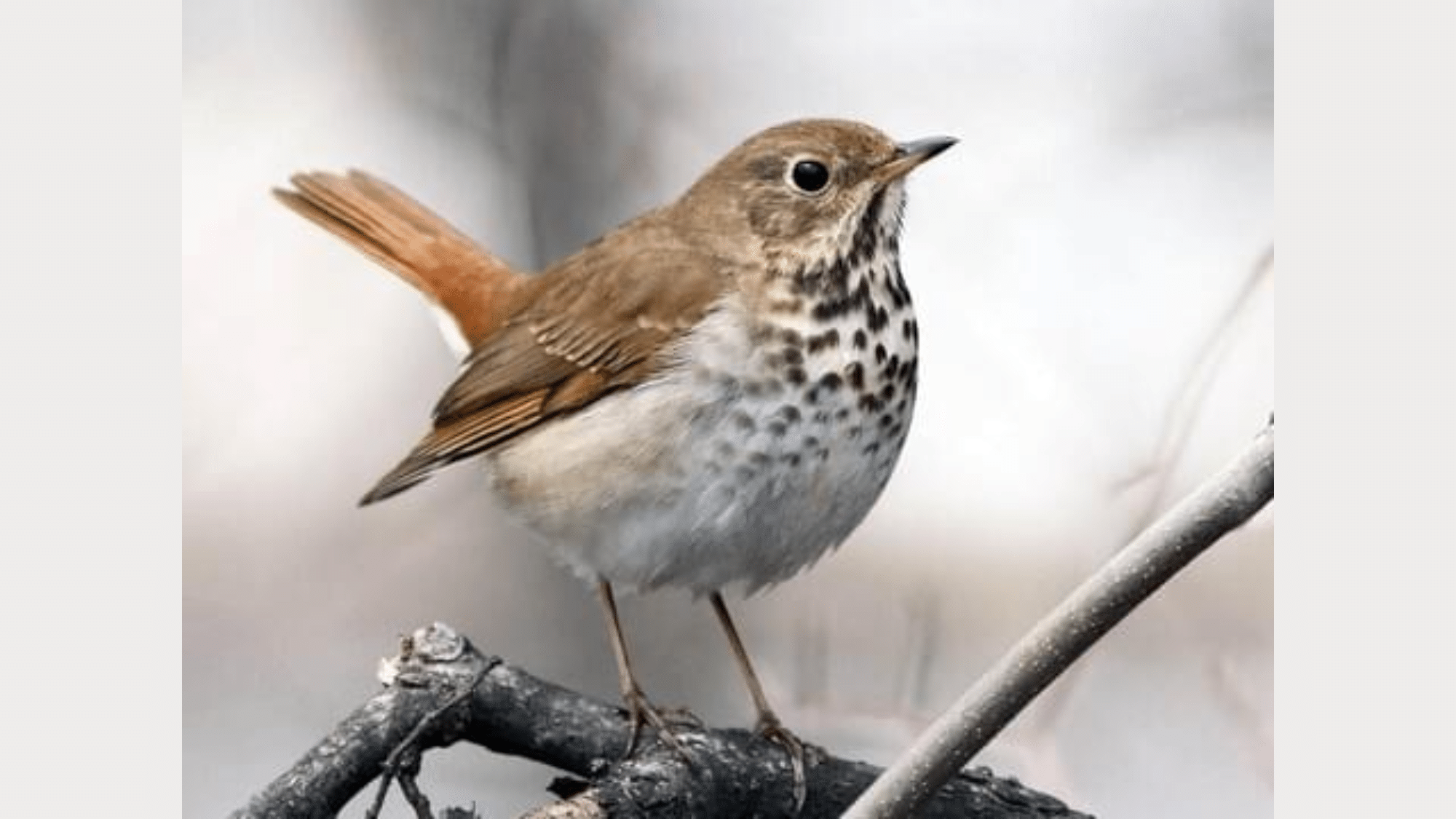 Hermit Thrush