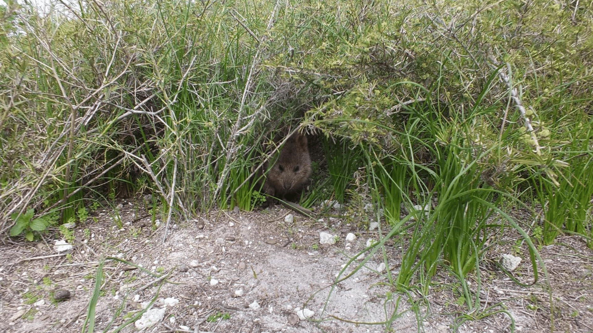 Hiding in Dense Vegetation