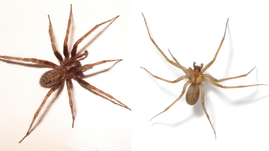 Hobo Spider vs Brown Recluse: Check The Difference!
