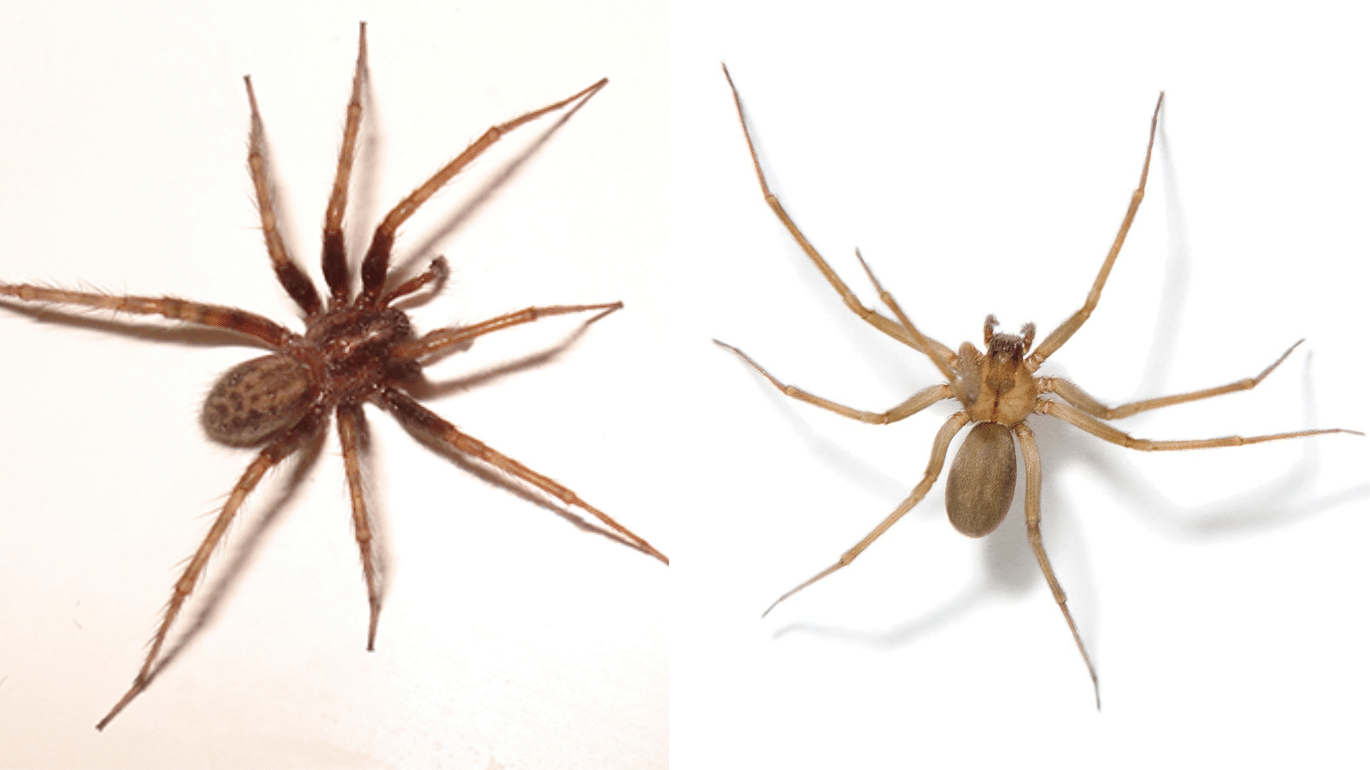 Hobo Spider vs Brown Recluse: Check The Difference!
