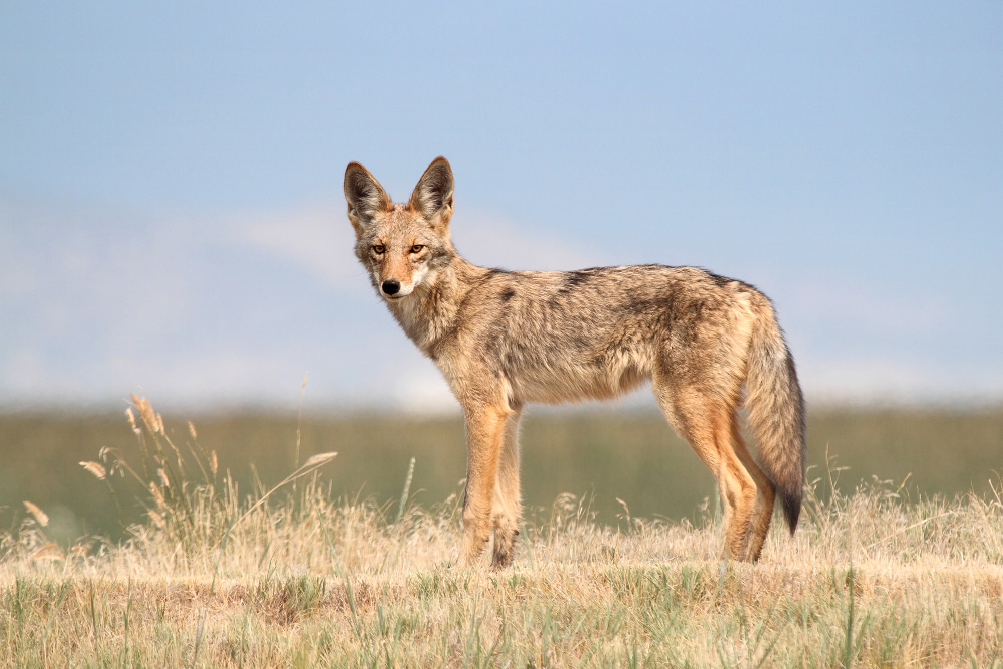 How Coyotes Adapt to Nocturnal Life?
