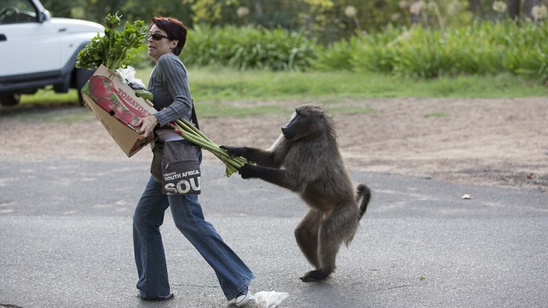 How Dangerous are Baboons to Humans?
