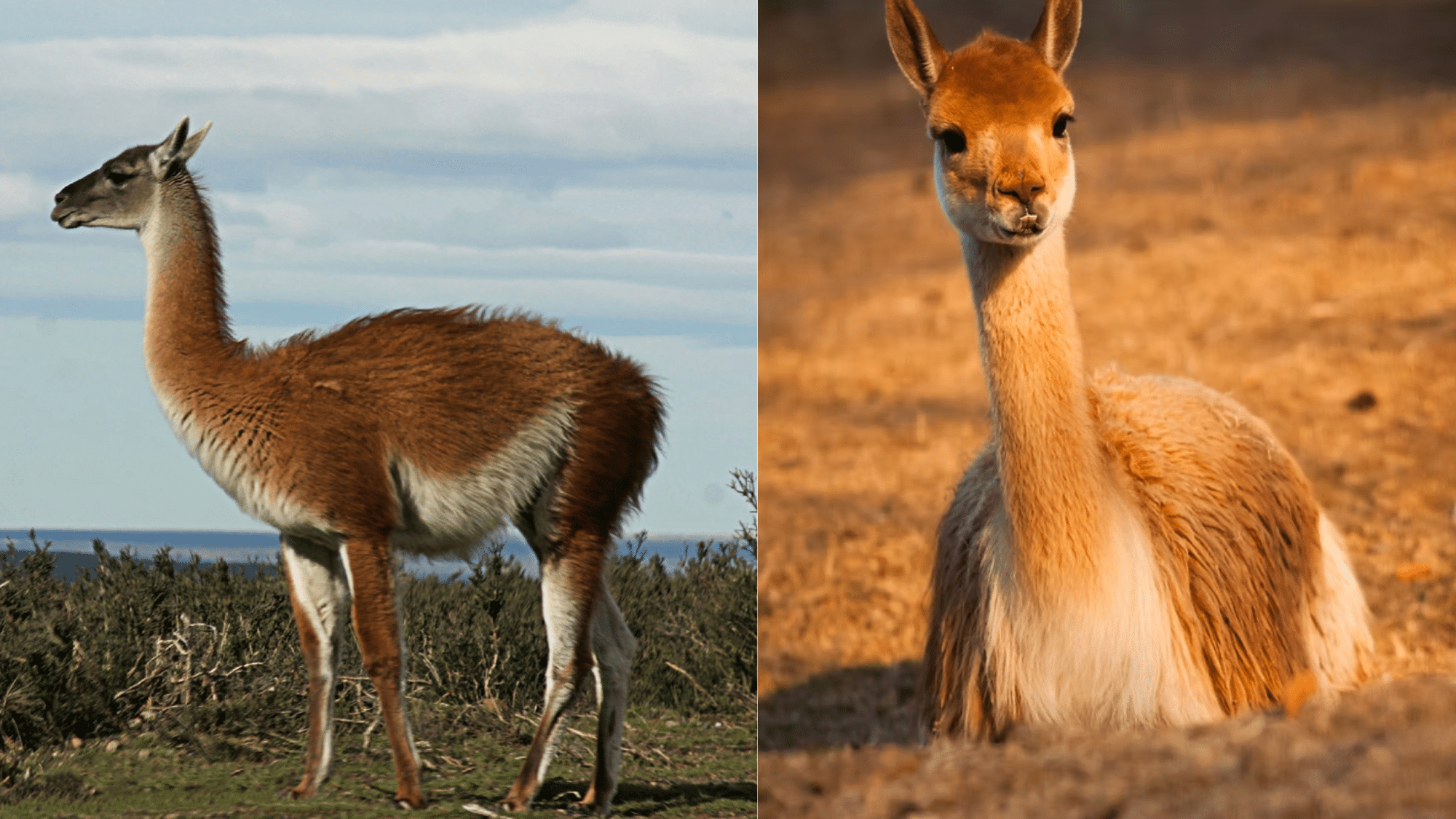 How They Thrive in Harsh Environments
