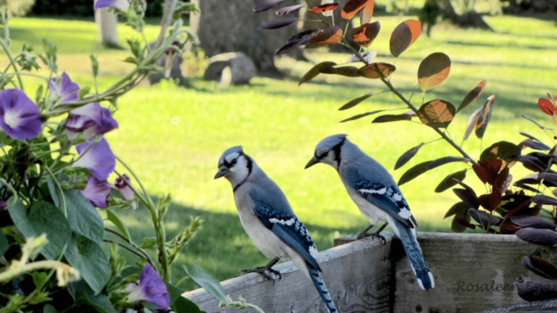 How to Choose the Right Food for Blue Jays
