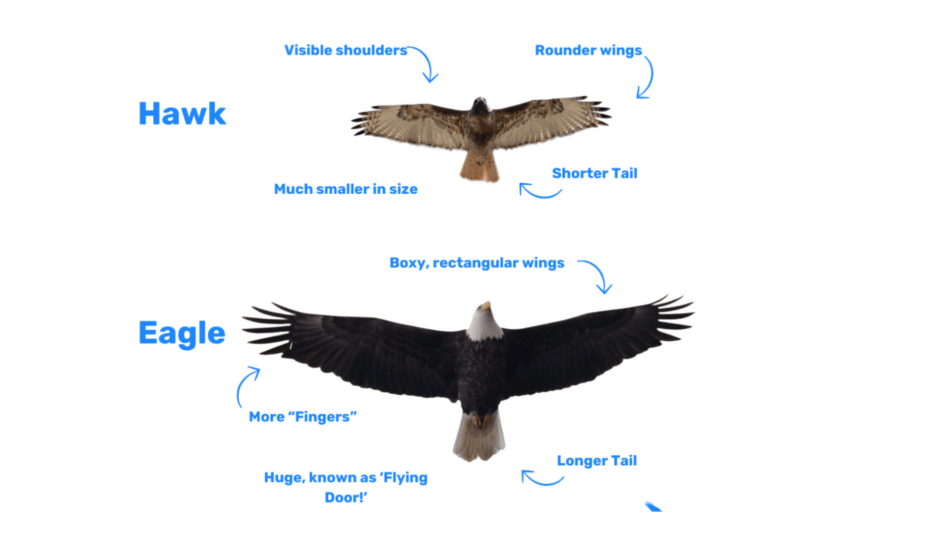 How to Spot Between Eagle and Hawk