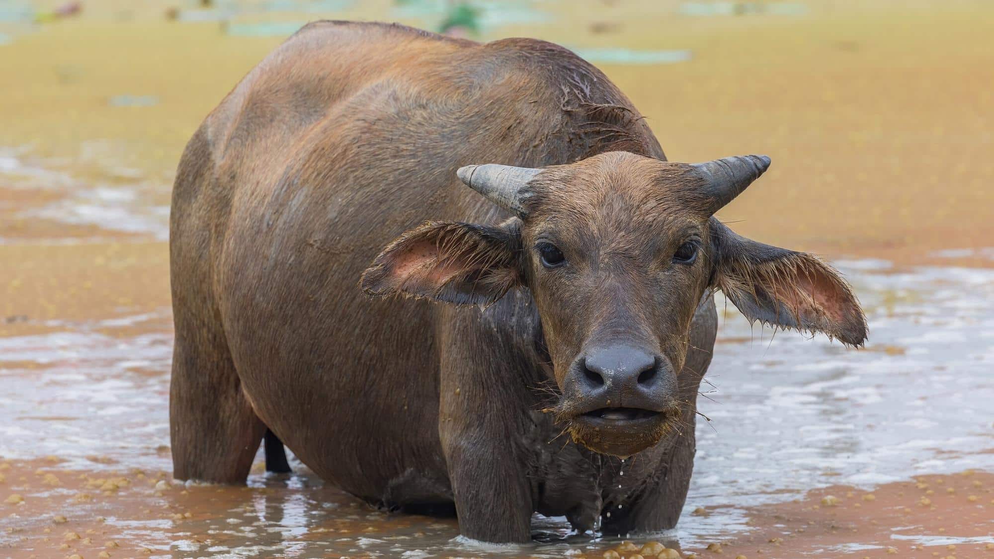 How Long Do Water Buffaloes Stay Underwater?
