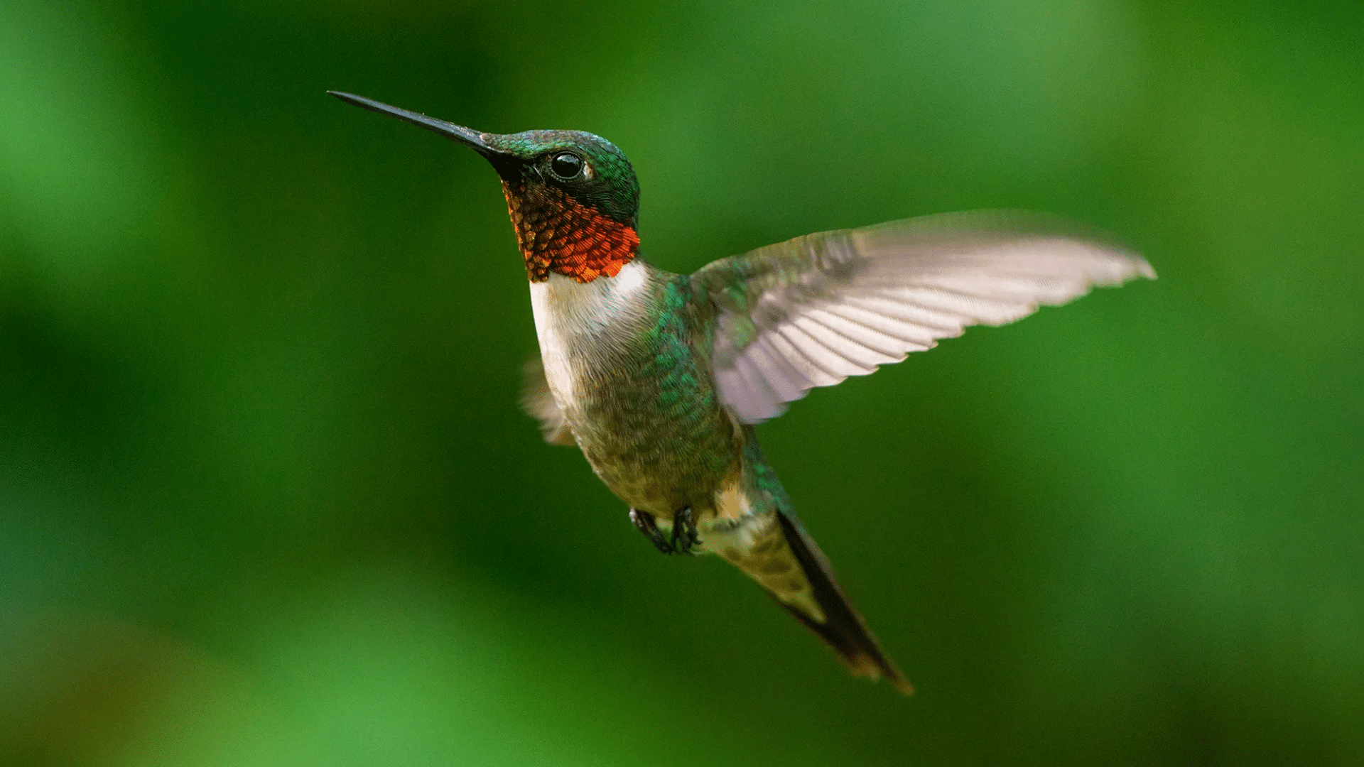Hummingbird