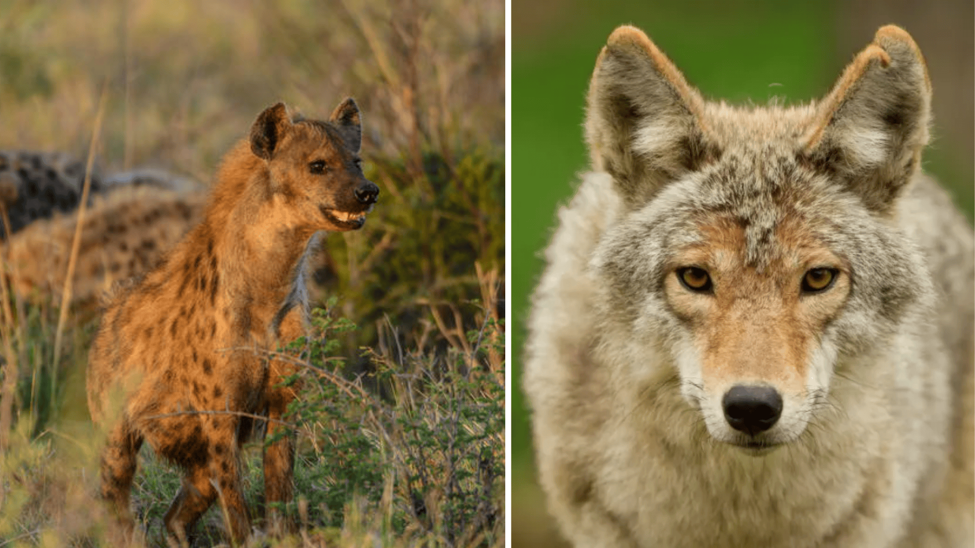 Hyena-vs-Coyote-Who-Would-Conquer