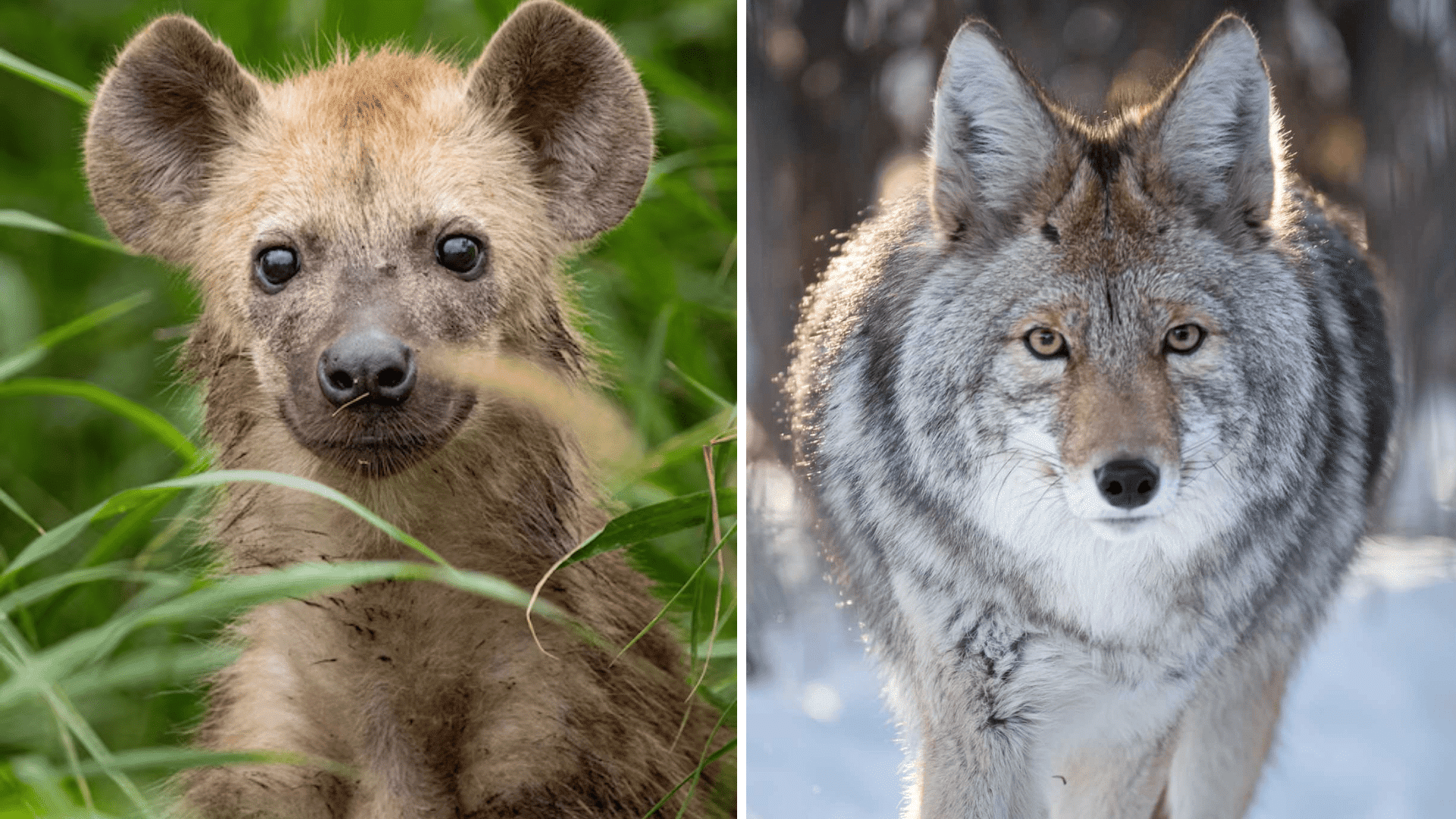 Hyena-vs-Coyote