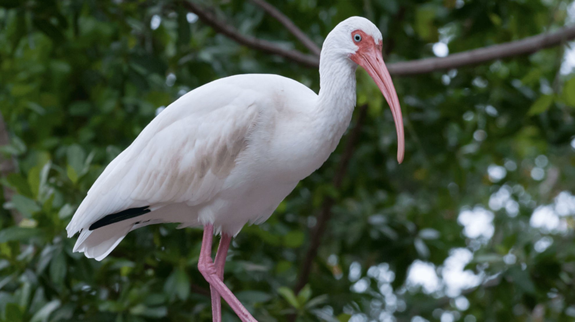 Ibis-Bird