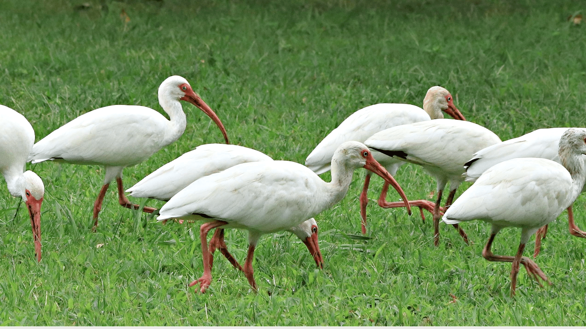 Ibis behaviour