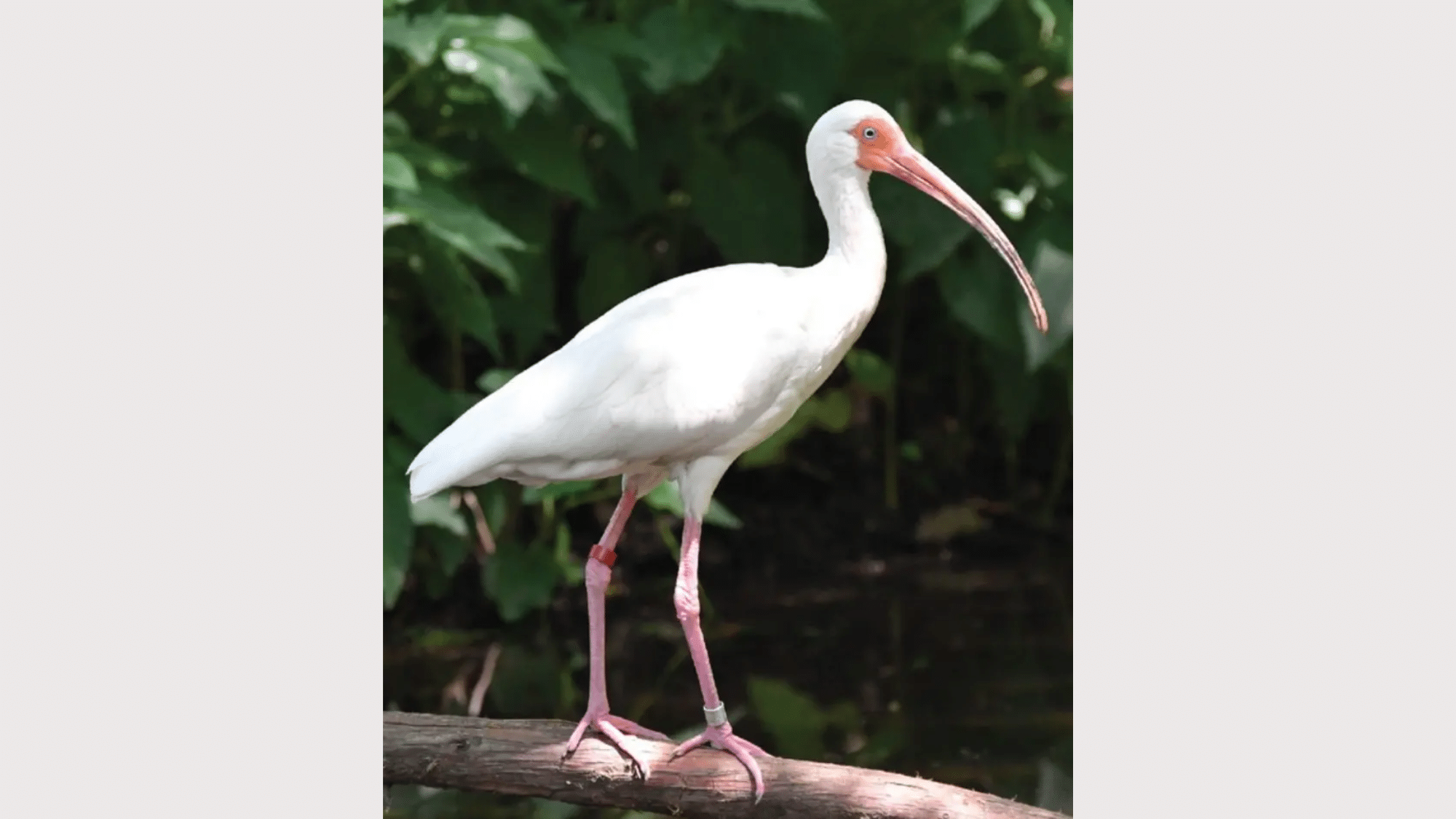Ibis
