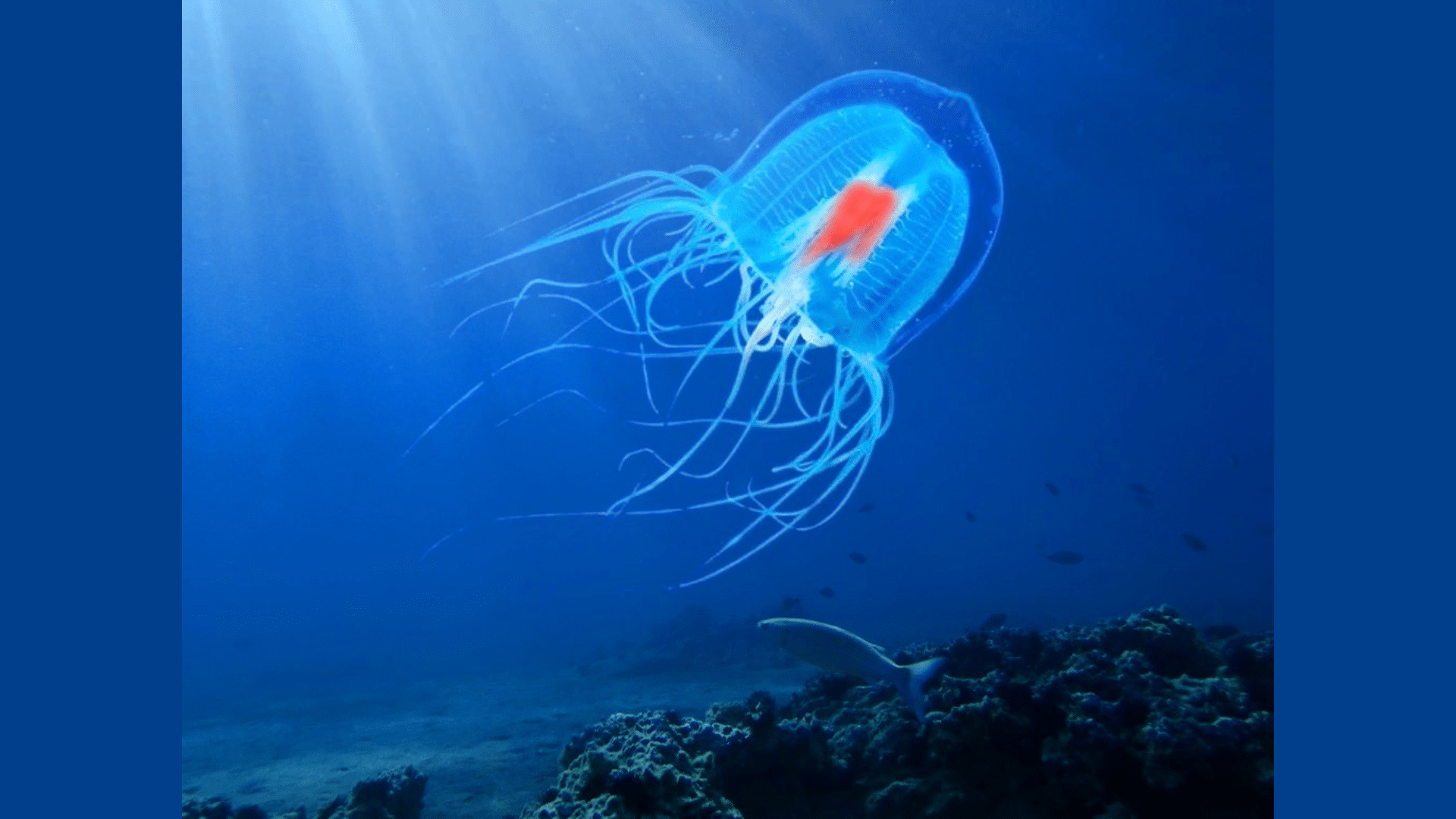Immortal Jellyfish (Turritopsis Dohrnii)
