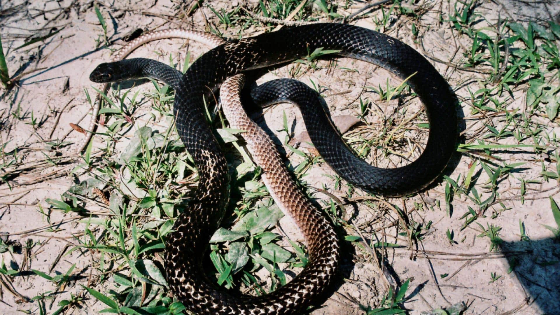 In Dense Bush, Thickets and Undergrowth