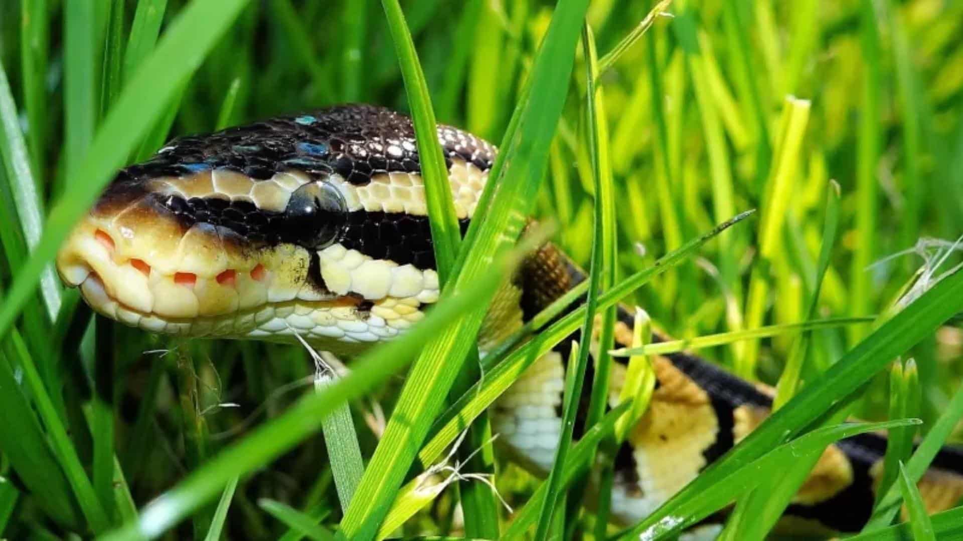 In Thick Grass, Weeds and Leaf Litter