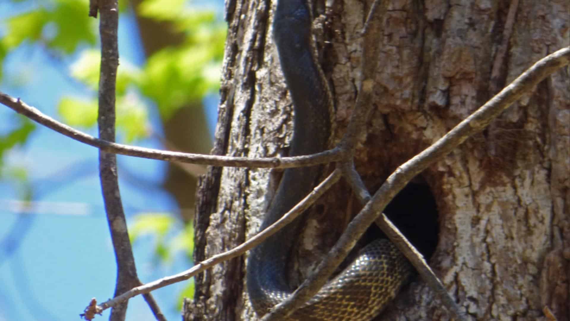 In Tree Hollows, Hollow Logs and Stumps