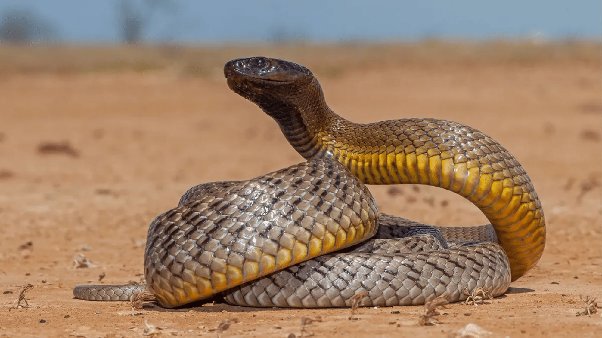 7 Most Dangerous Predators of Inland Taipan