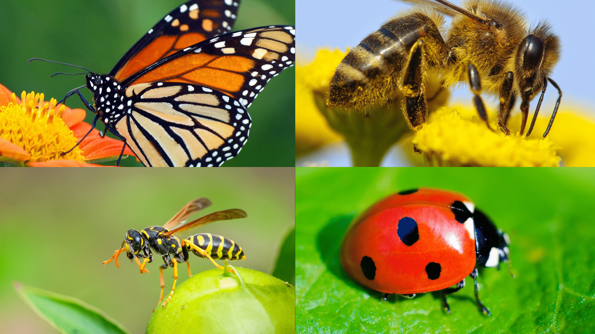 Insects