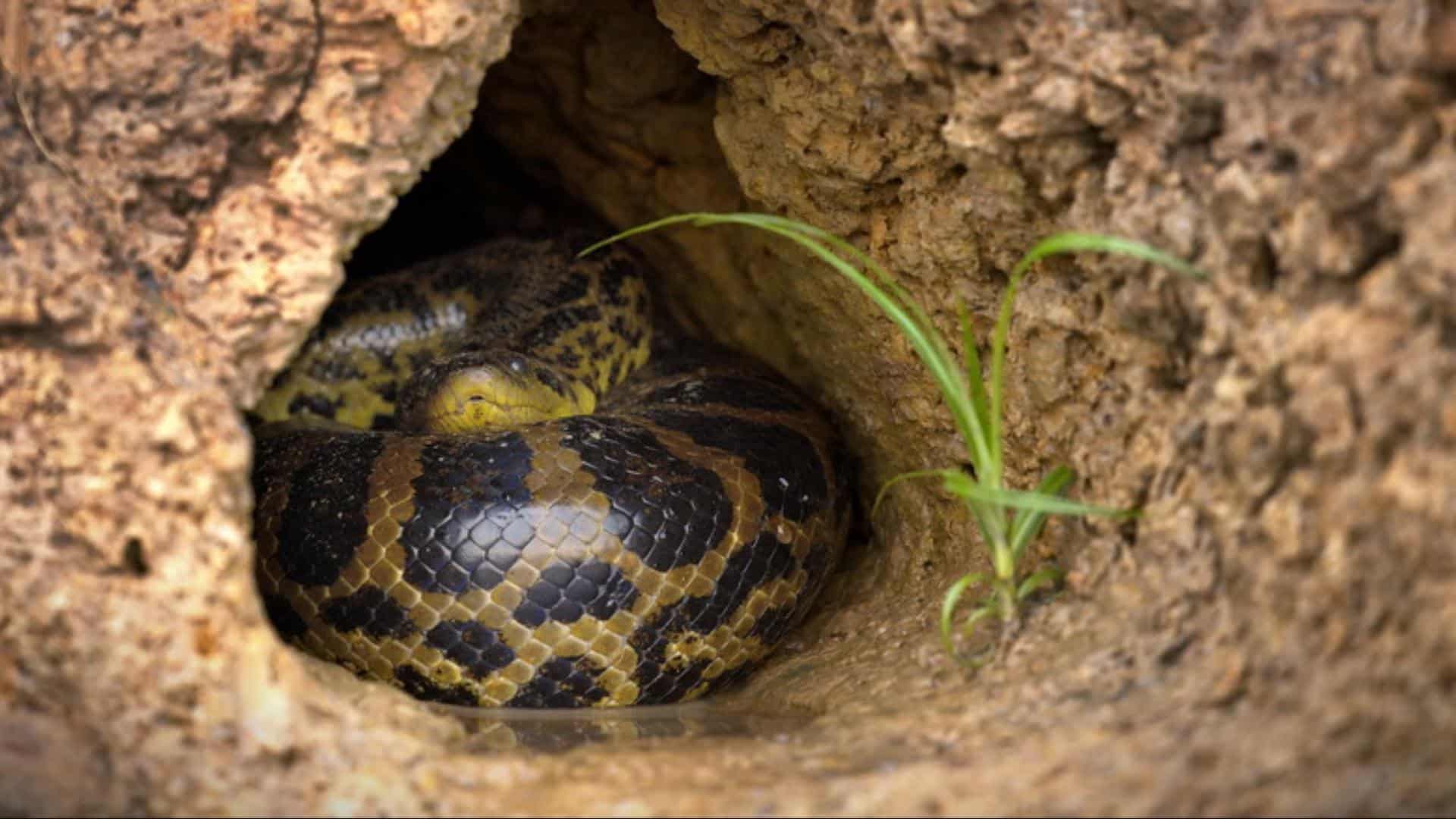 Inside Animal Burrows and Rodent Holes