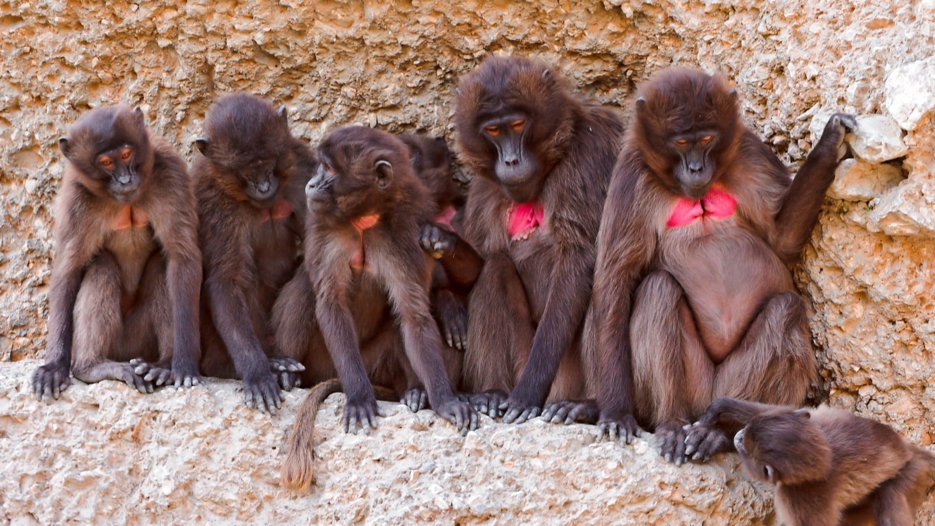 Interesting Facts About Baboons